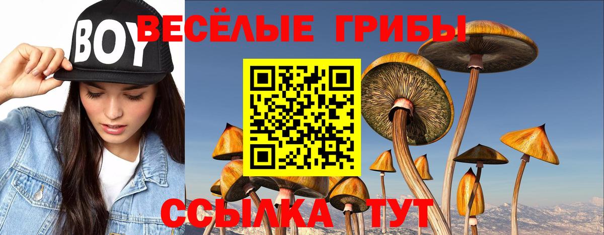 Губкин  Псилоцибиновые грибы Psilocybine cubensis  Вход с VPN 